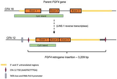 Current Understanding of the Genetics of Intervertebral Disc Degeneration